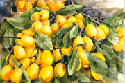 Thumbnail Image 1