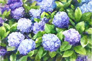 Thumbnail Image 1